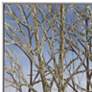 Ember Timber Sky 48" Wide Rectangular Framed Canvas Wall Art