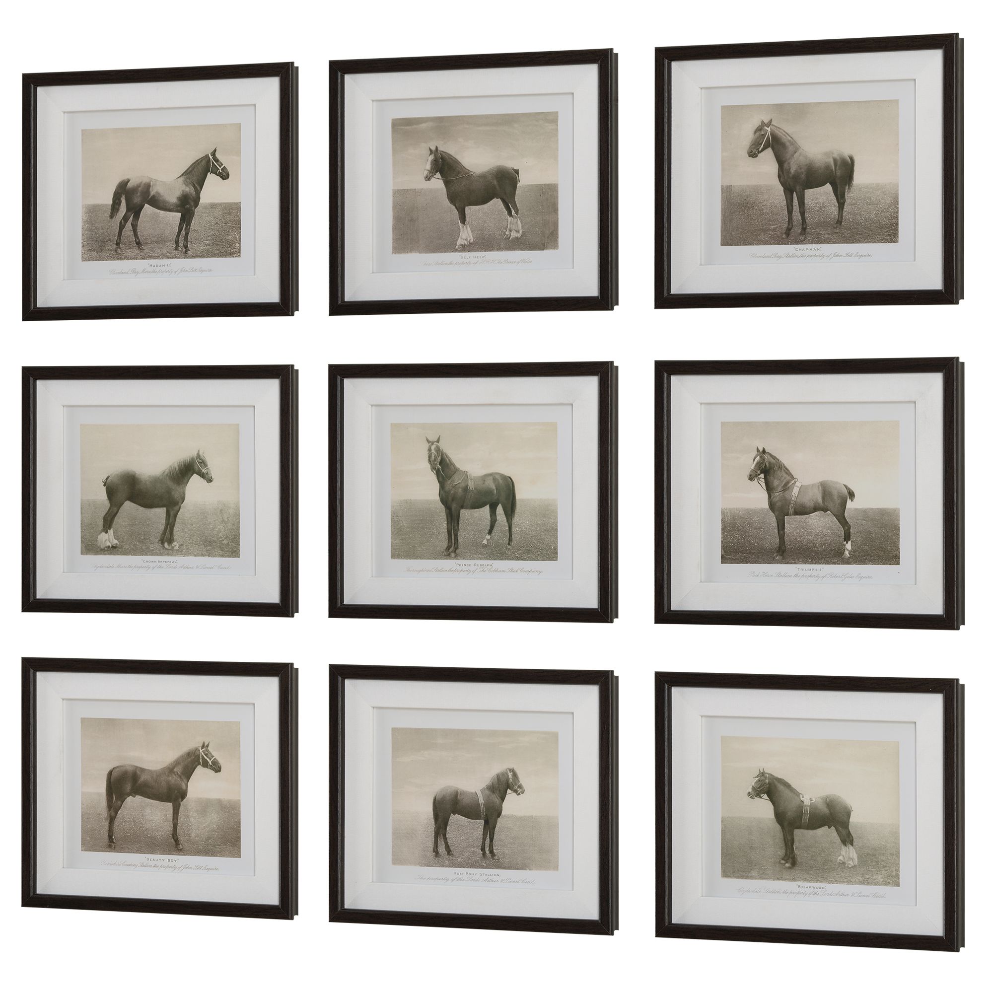 Equine Dynasty 9-Piece Framed Wall Art Set