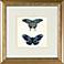 Exotic Butterfly I 15 3/4" Square Framed Wall Art