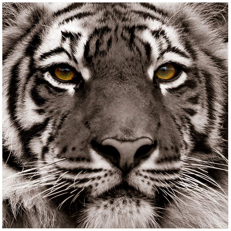 Image 3 Eye of the Tiger 38" Square Tempered Glass Graphic Wall Art