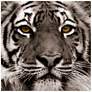 3_Eye of the Tiger 38" Square Tempered Glass Graphic Wall Art