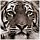 Eye of the Tiger 38" Square Tempered Glass Graphic Wall Art