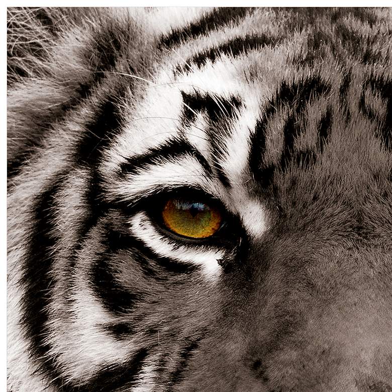 Image 4 Eye of the Tiger 38" Square Tempered Glass Graphic Wall Art more views