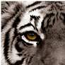 4_Eye of the Tiger 38" Square Tempered Glass Graphic Wall Art more views