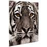 5_Eye of the Tiger 38" Square Tempered Glass Graphic Wall Art more views