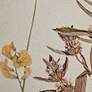 French Herbarium 21 3/4"H 2-Piece Framed Canvas Wall Art Set