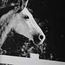 6_Galloping Forward 3-Piece Framed Printed Wall Art Set more views