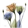 Gentian Buddies 24" Square Tempered Glass Graphic Wall Art in scene