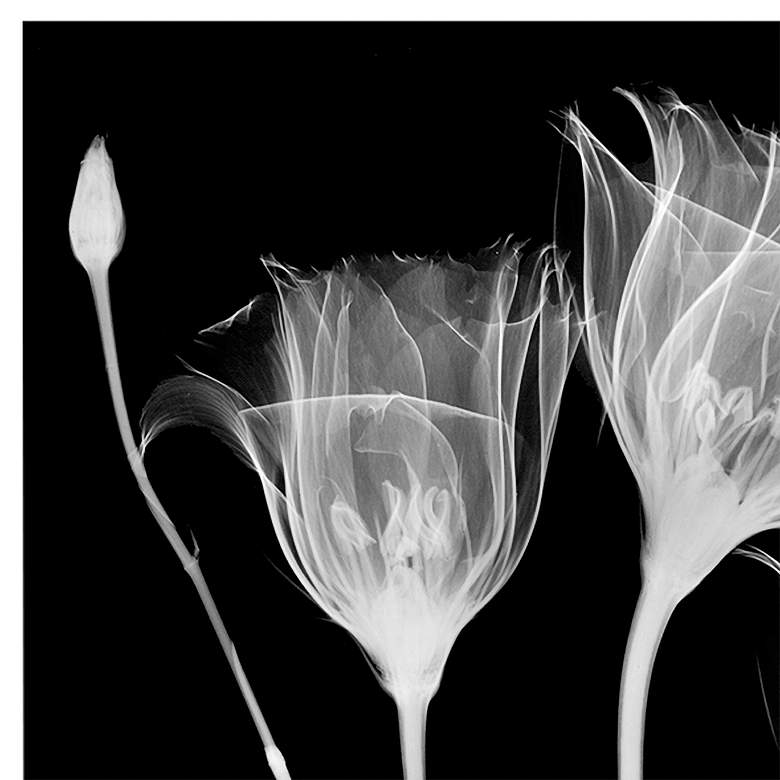 Image 3 Gentian X-Ray 48"W Floating Tempered Glass Graphic Wall Art more views