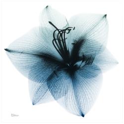 Glacial Amaryllis 38&quot; Square Tempered Glass Graphic Wall Art