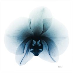 Glacial Orchid 38&quot; Square Tempered Glass Graphic Wall Art