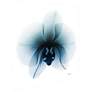 Glacial Orchid 38" Square Tempered Glass Graphic Wall Art in scene