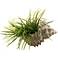Green 24" Wide Yucca Grass in Earthy Neutral Murex Shell