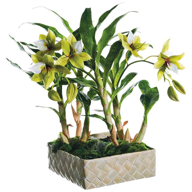 Image 1 Green and Cream Star Orchid 18" High Faux Plant in Basket