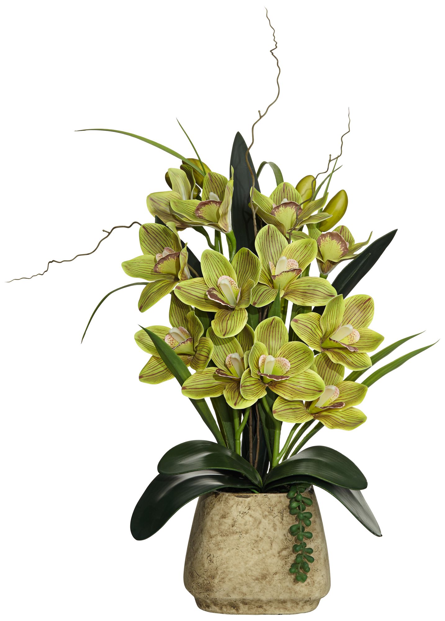 Green Cymbidium Orchid 21 1/2