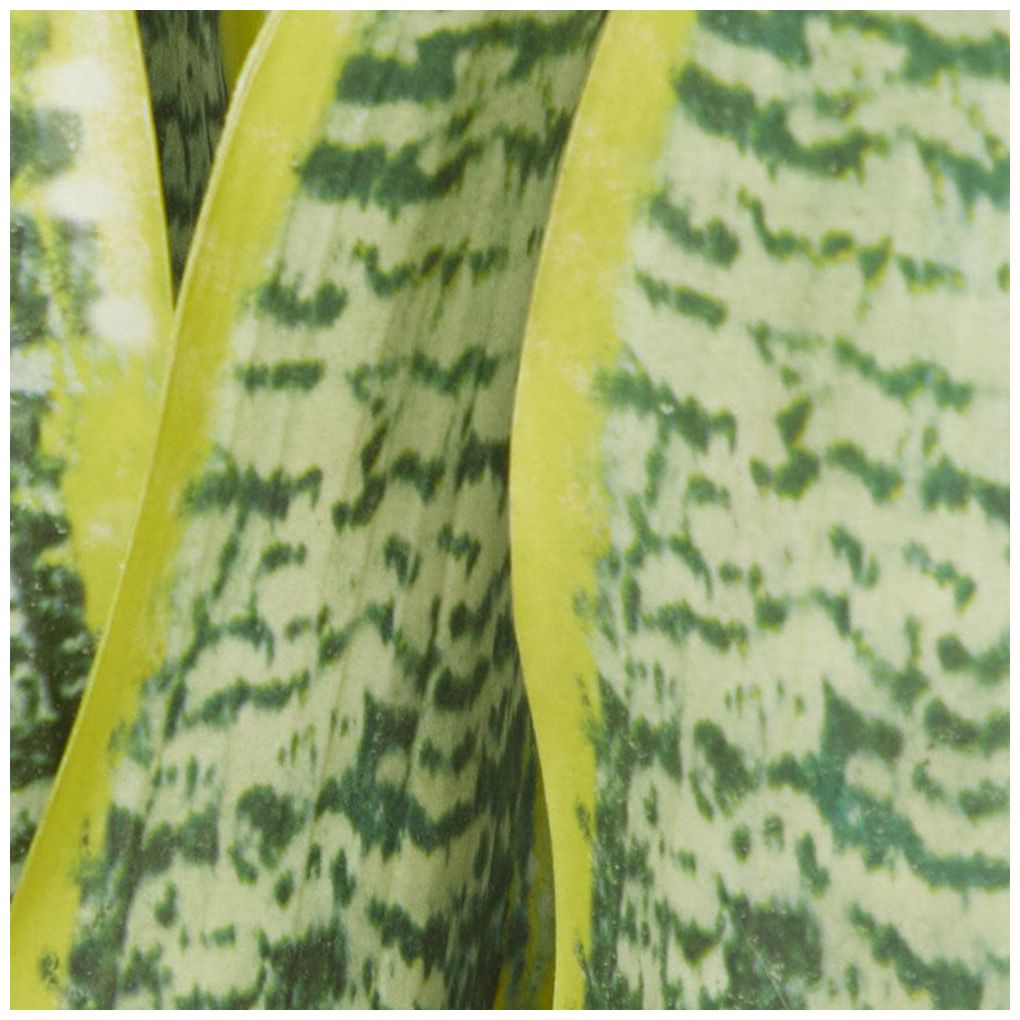 Green Faux Foliage Traditional Artificial Plant, 14" x 13" x 25"