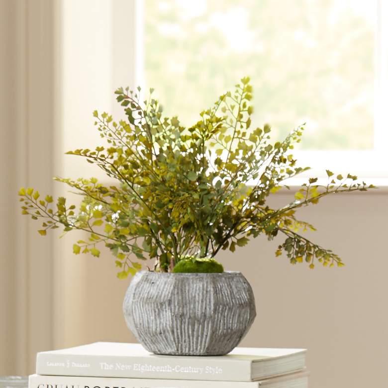 Image 1 Green Flat Iron Fern 17 inch Wide in Concrete Bowl Planter