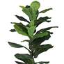 Thumbnail2 of Green Leaf Fig 35 1/2" High Faux Plant in Potted Fiddle more views