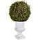 Green Mohlenbechia Ball Topiary 18"H Faux Plant in White Urn