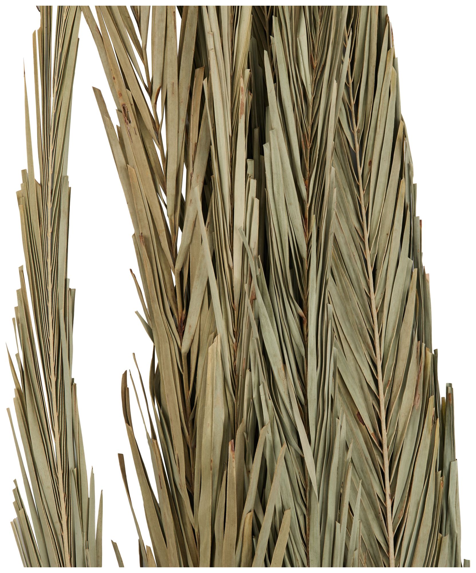 Image 2 Green Palm Leaf Traditional Natural Foliage, 6" x 6" x 61" more views
