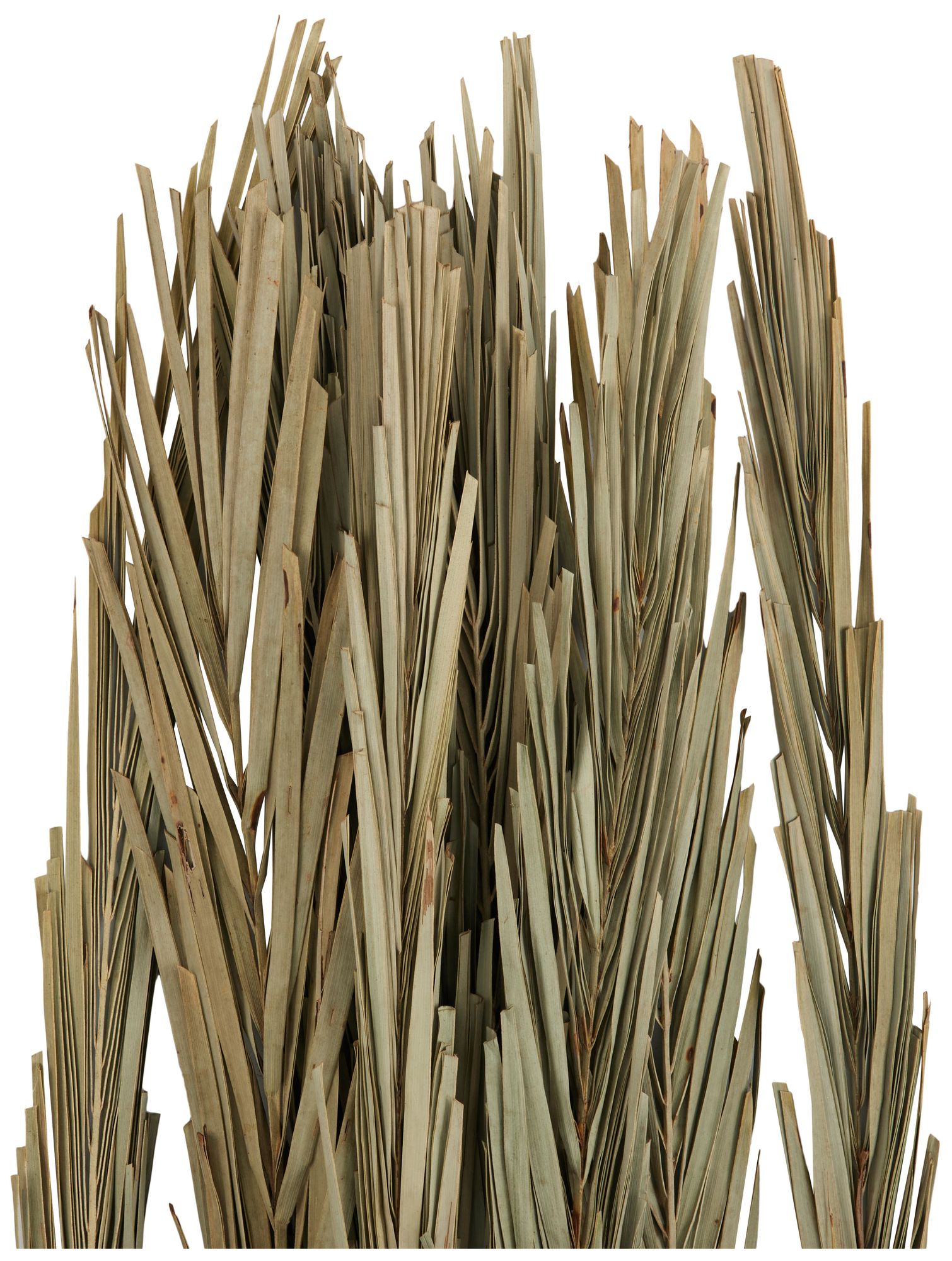 Image 3 Green Palm Leaf Traditional Natural Foliage, 6" x 6" x 61" more views
