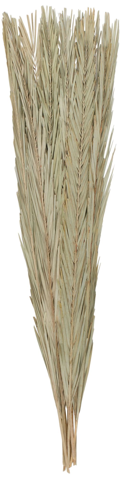 Image 5 Green Palm Leaf Traditional Natural Foliage, 6" x 6" x 61" more views