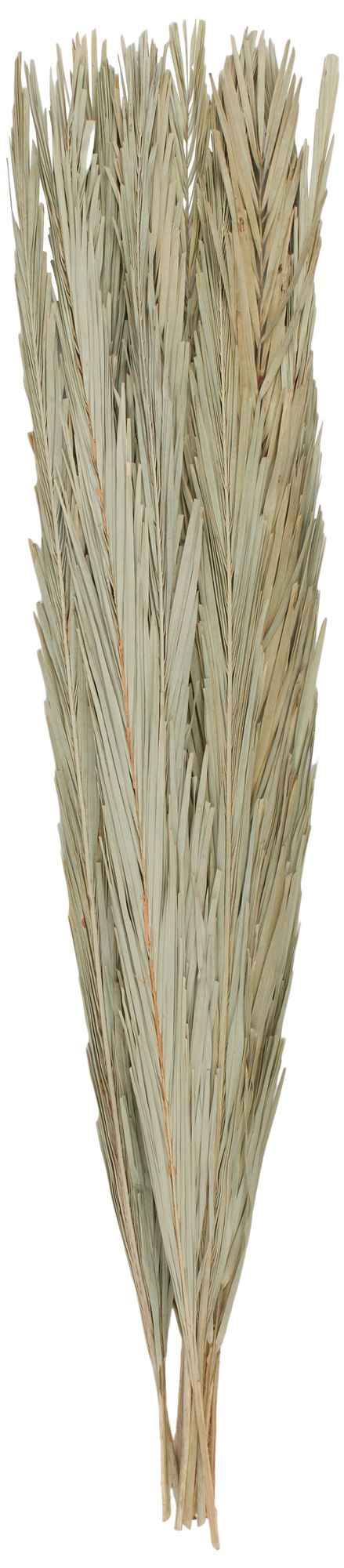Image 6 Green Palm Leaf Traditional Natural Foliage, 6" x 6" x 61" more views