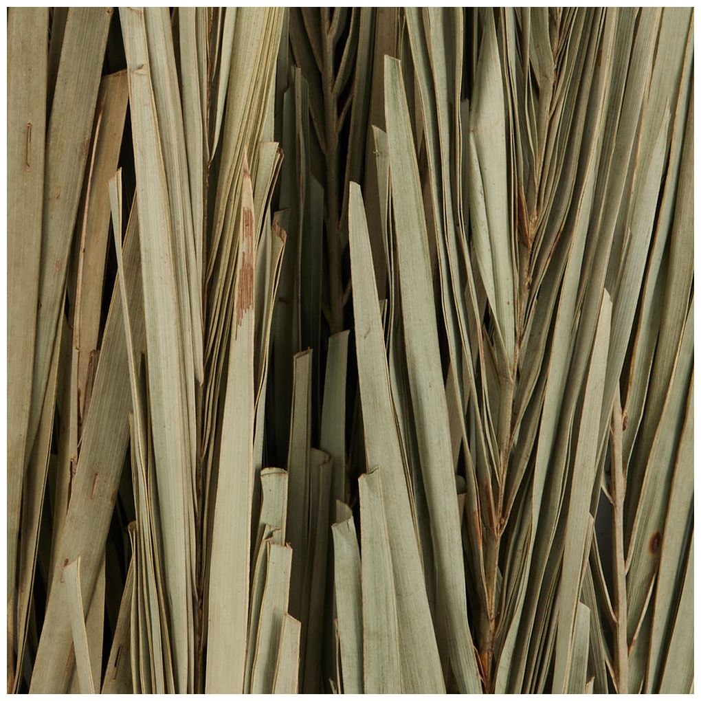 Green Palm Leaf Traditional Natural Foliage, 6" x 6" x 61"