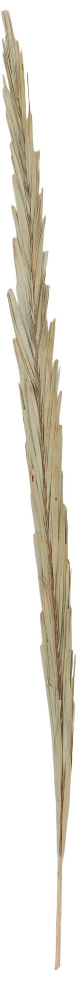 Green Palm Leaf Traditional Natural Foliage, 6" x 6" x 61"