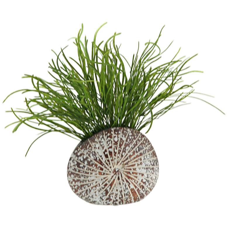 Image 1 Green Pearl Grass 14 1/2 inchW in Sand Dollar Planter