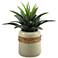 Green Star Succulent 14 1/2" Wide in Round Ceramic Planter
