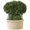 Green Willow 17" High Boxwood Topiary Faux Plant in Planter