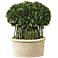Green Willow 17" High Boxwood Topiary Faux Plant in Planter