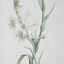 4_Heirloom Blooms Study 30" High 4-Piece Framed Wall Art Set more views
