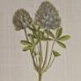 4_Herbal Botany 21 3/4"H 4-Piece Framed Canvas Wall Art Set more views