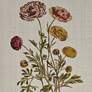 5_Herbal Botany 21 3/4"H 4-Piece Framed Canvas Wall Art Set more views