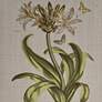 6_Herbal Botany 21 3/4"H 4-Piece Framed Canvas Wall Art Set more views