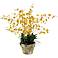 Jane Seymour 26" Yellow Oncidium Orchid in Clay Pot