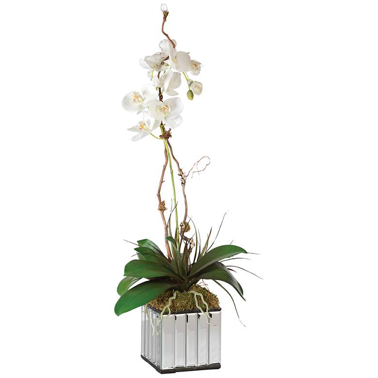 Image 1 Kaleama Orchids, White