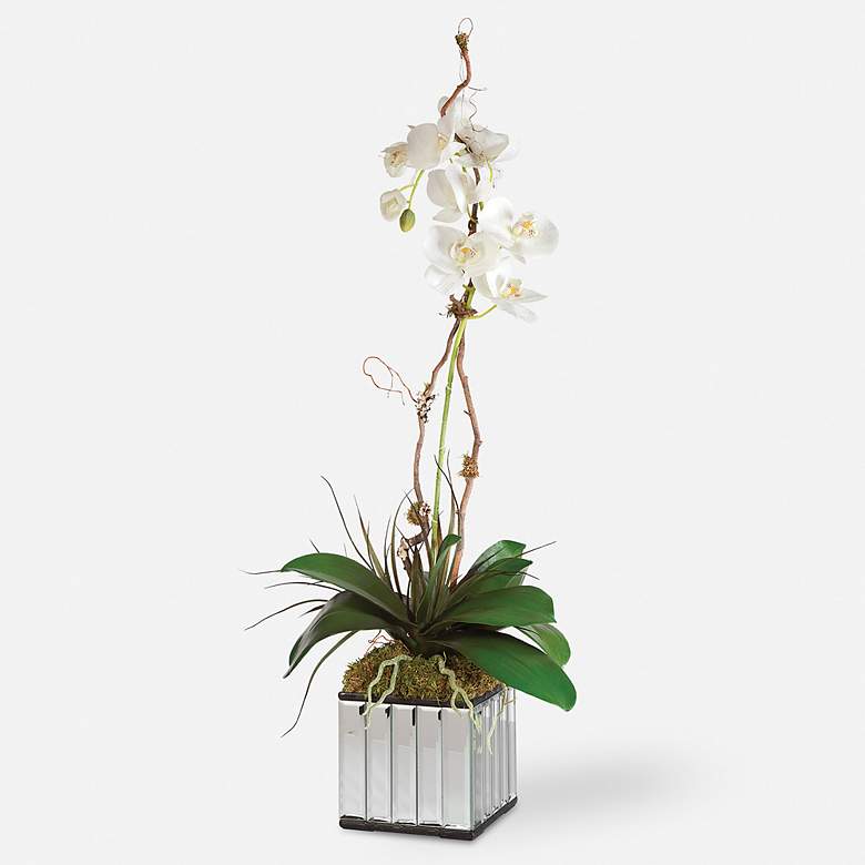 Image 2 Kaleama Orchids, White