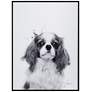 2_King Charles Spaniel 24"x18" Printed Glass Framed Wall Art