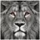 King of the Jungle Lion 38" Square Glass Graphic Wall Art