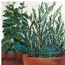 2_Kitchen Herbs 48" Wide All-Weather Outdoor Canvas Wall Art more views