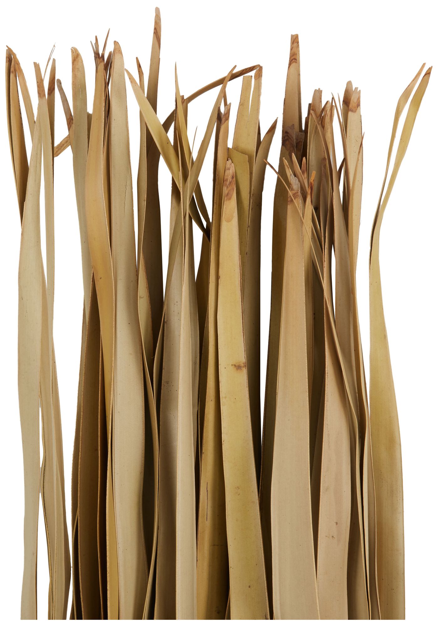 Image 2 Light Brown Palm Leaf Modern Natural Foliage, 5" x 5" x 58" more views