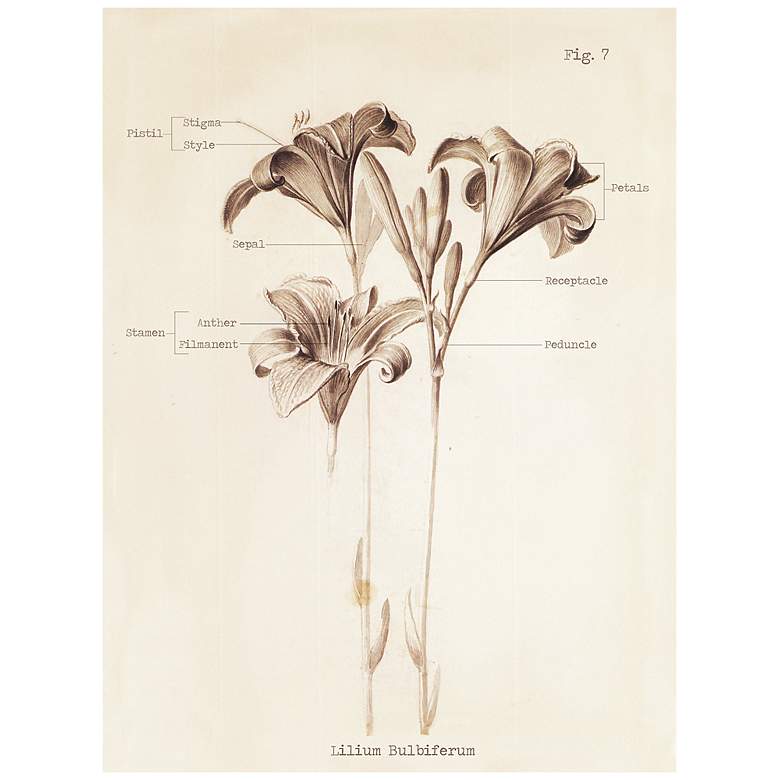 Image 1 Lily Diagram 16 inch High Floral Wall Art