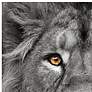 3_Lion and Tiger 76" Wide Floating 2-Piece Glass Wall Art Set more views