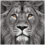 4_Lion and Tiger 76" Wide Floating 2-Piece Glass Wall Art Set more views