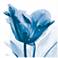 Lusty Blue Tulip 24" Square Tempered Glass Graphic Wall Art