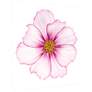 Magenta Cosmo on White 43" Square Glass Graphic Wall Art