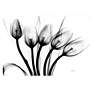Marching Tulips 48"W Free Floating Glass Graphic Wall Art in scene